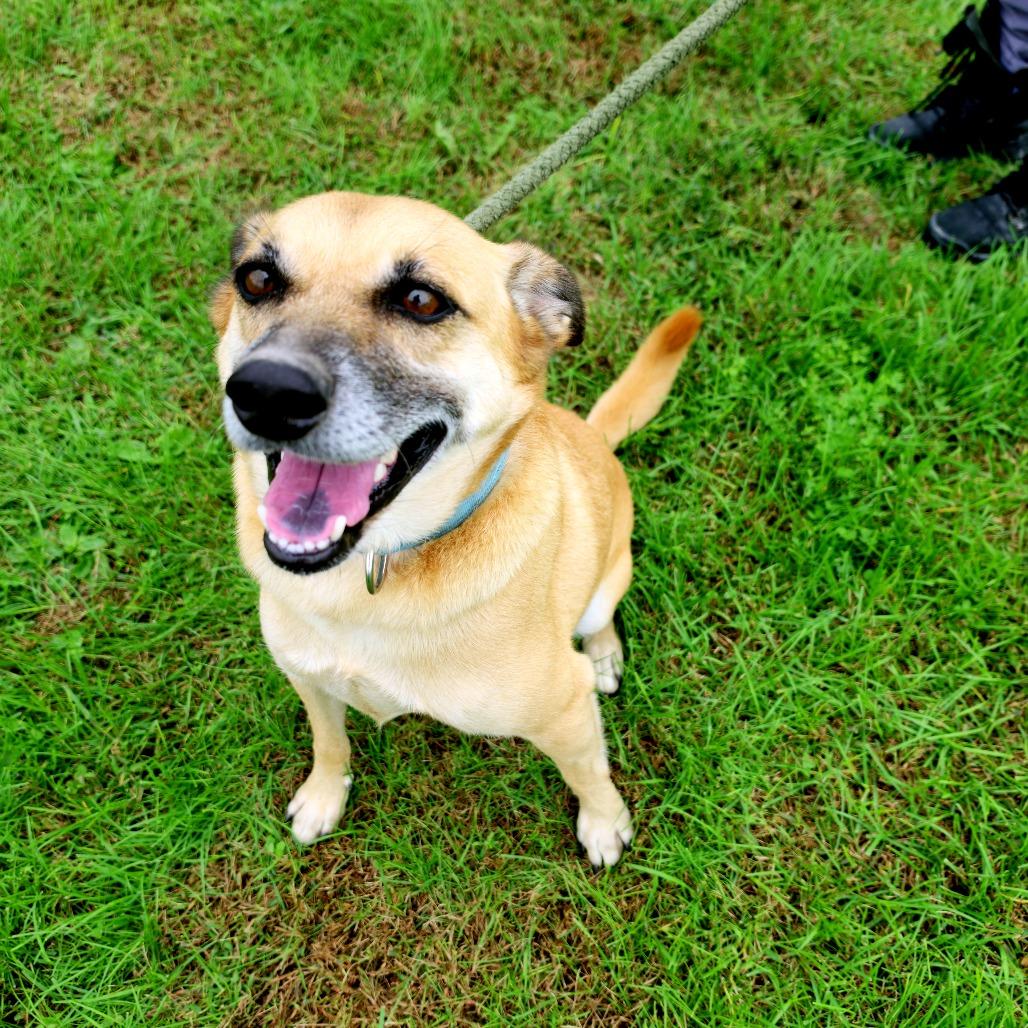 Enlarge Slinky, a Adoptable mixed breed in Tipton, IA image 3/5