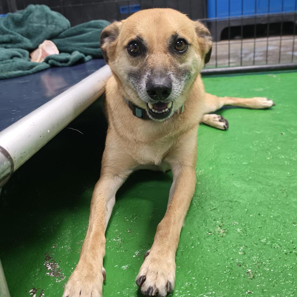 Enlarge Slinky, a Adoptable mixed breed in Tipton, IA image 4/5