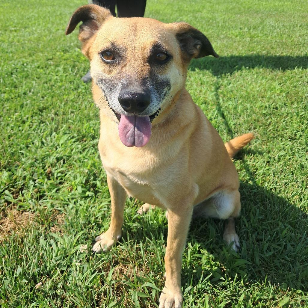 Enlarge Slinky, a Adoptable mixed breed in Tipton, IA image 5/5