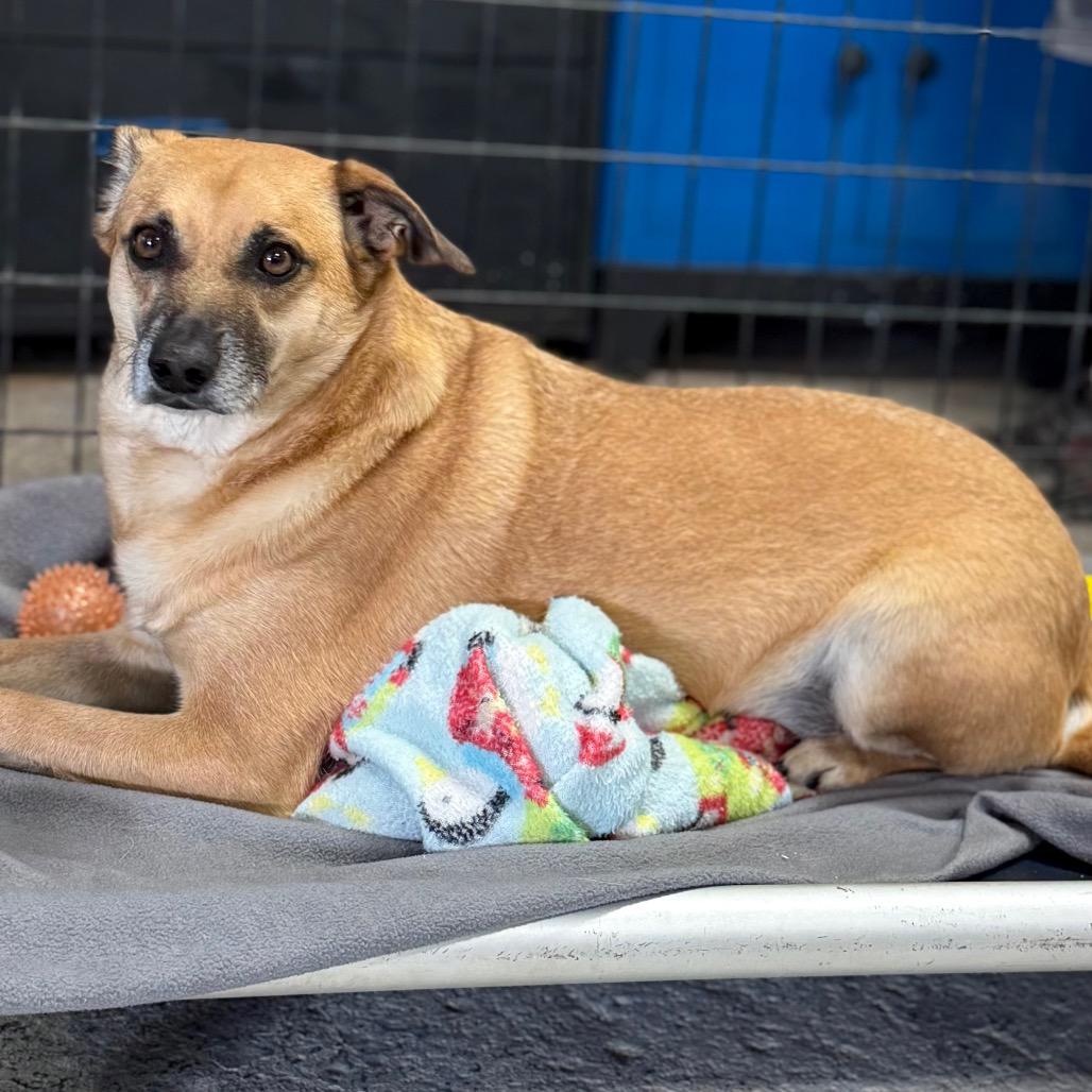 Enlarge Slinky, a Adoptable mixed breed in Tipton, IA image 2/2