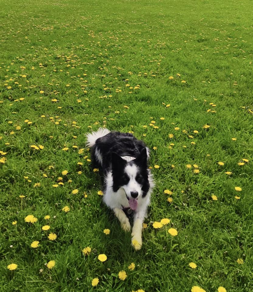 Enlarge Rocky, a Adoptable Border Collie in laval, QC image 1/3