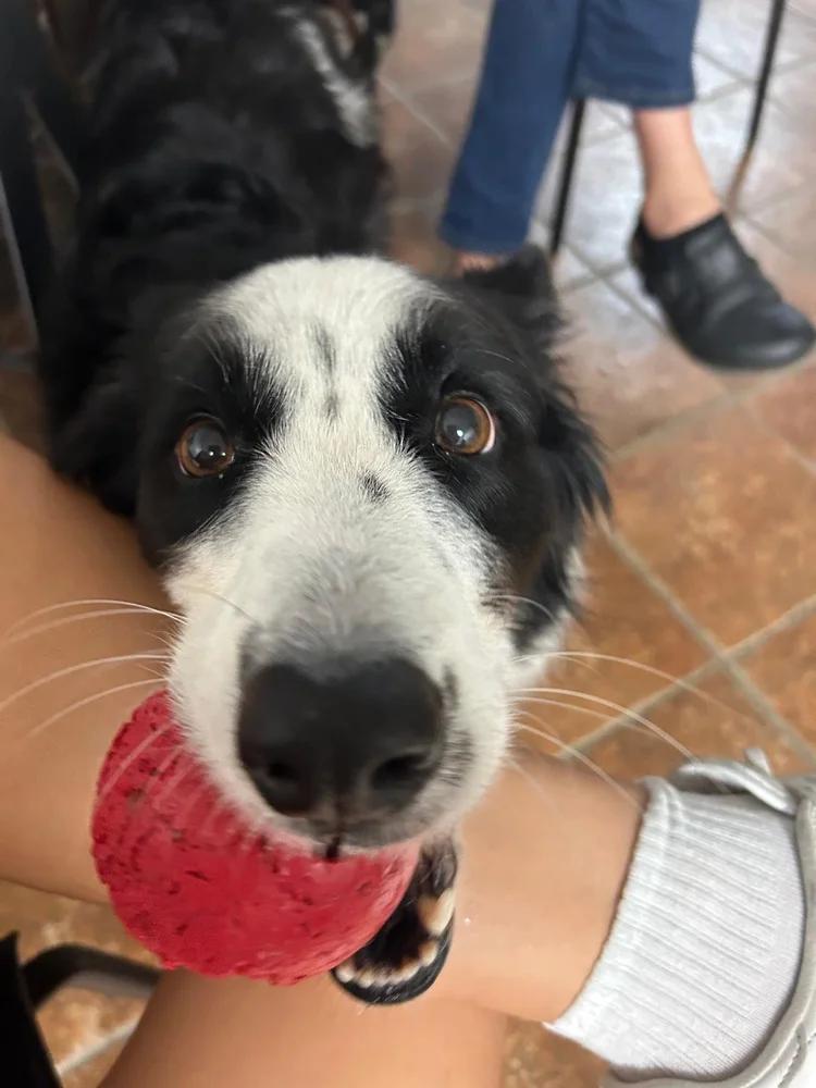 Enlarge Rocky, a Adoptable Border Collie in laval, QC image 2/3