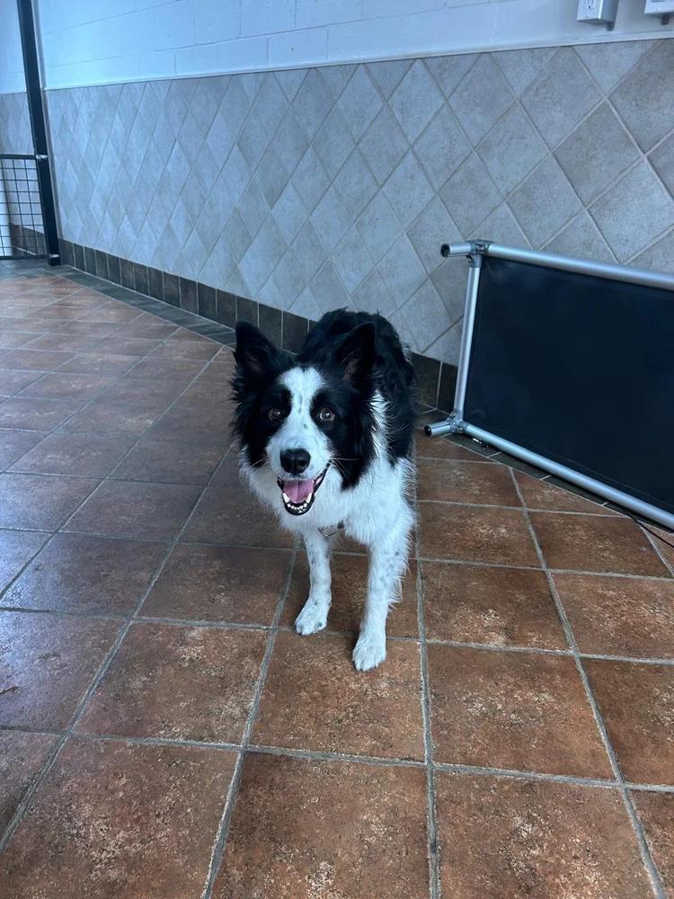 Enlarge Rocky, a Adoptable Border Collie in laval, QC image 3/3