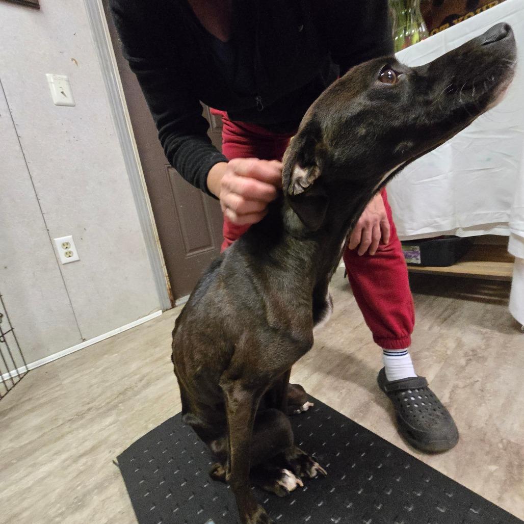 Zuzu — thumbnail 2