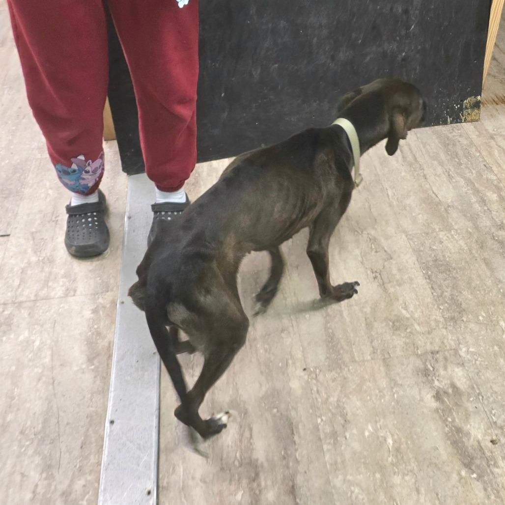 Zuzu — thumbnail 3