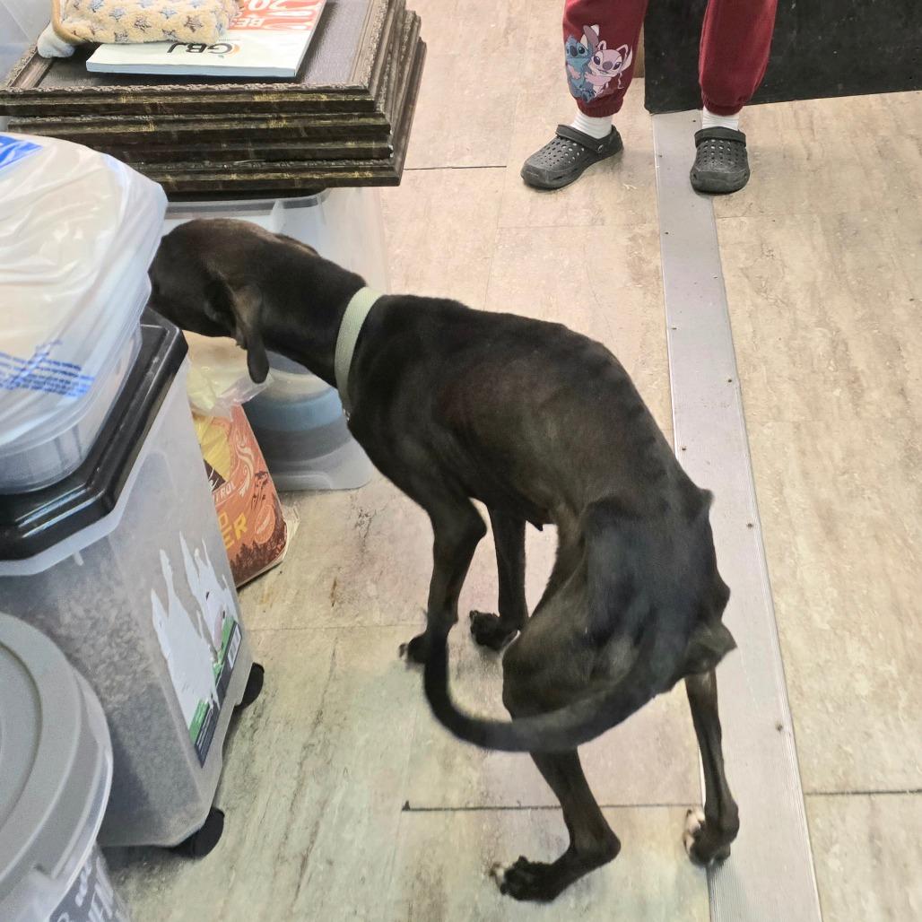 Zuzu — thumbnail 6