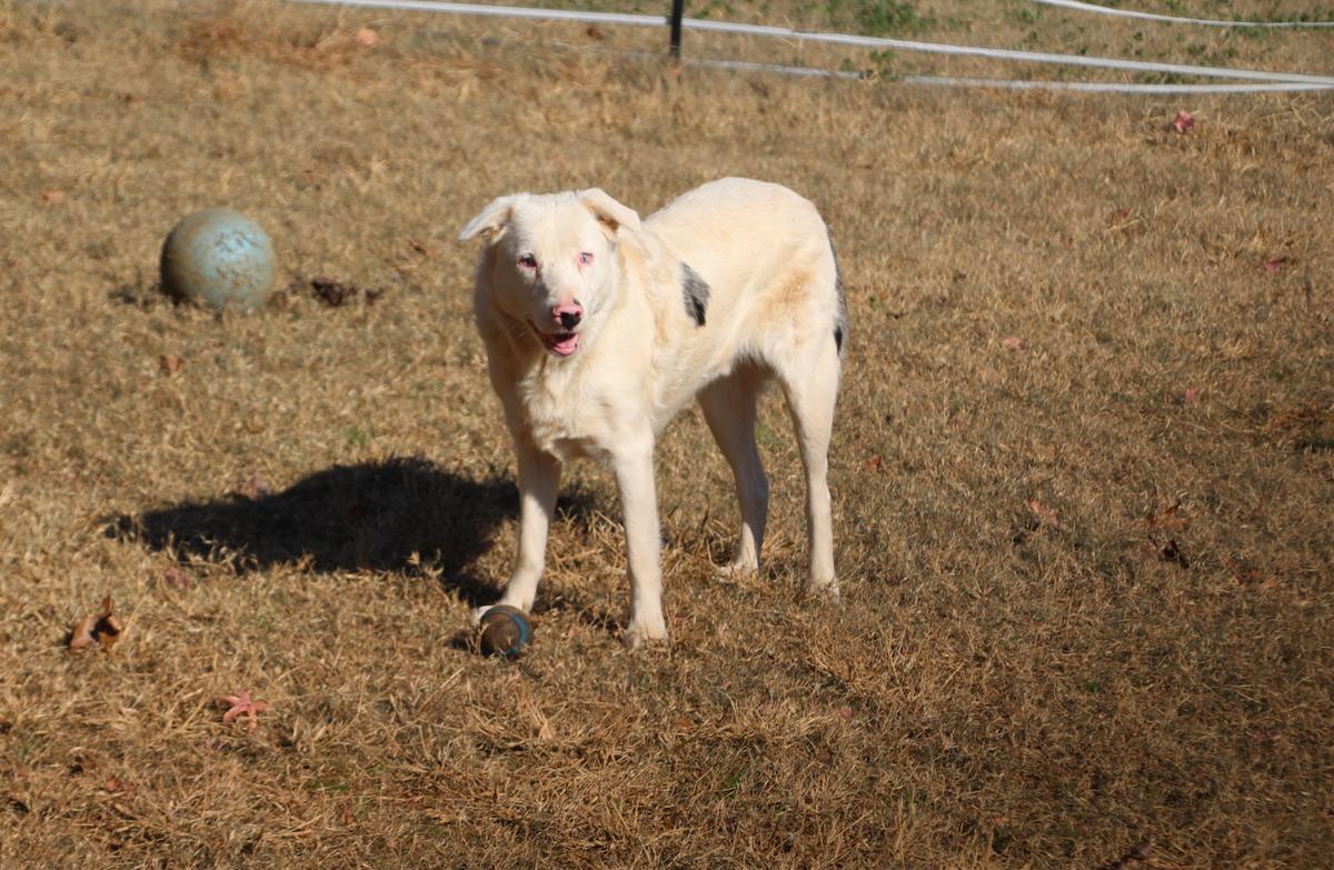 Duck McGuckin, Adoptable, Young Male Australian Shepherd.