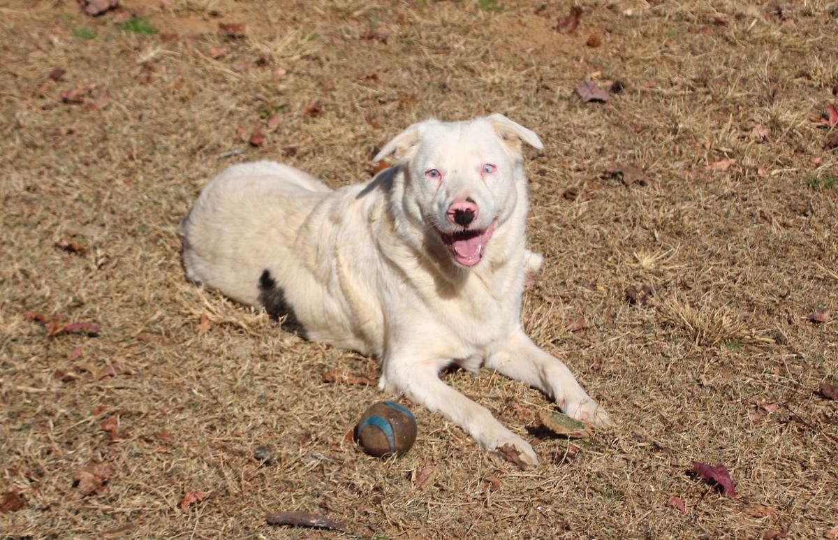 Duck McGuckin, a Adoptable mixed breed image 2/5