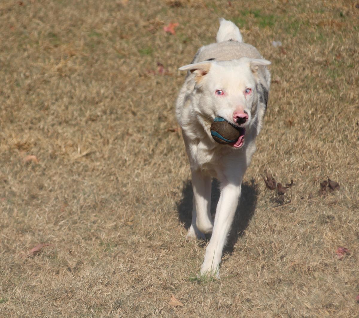 Duck McGuckin, a Adoptable mixed breed image 3/5