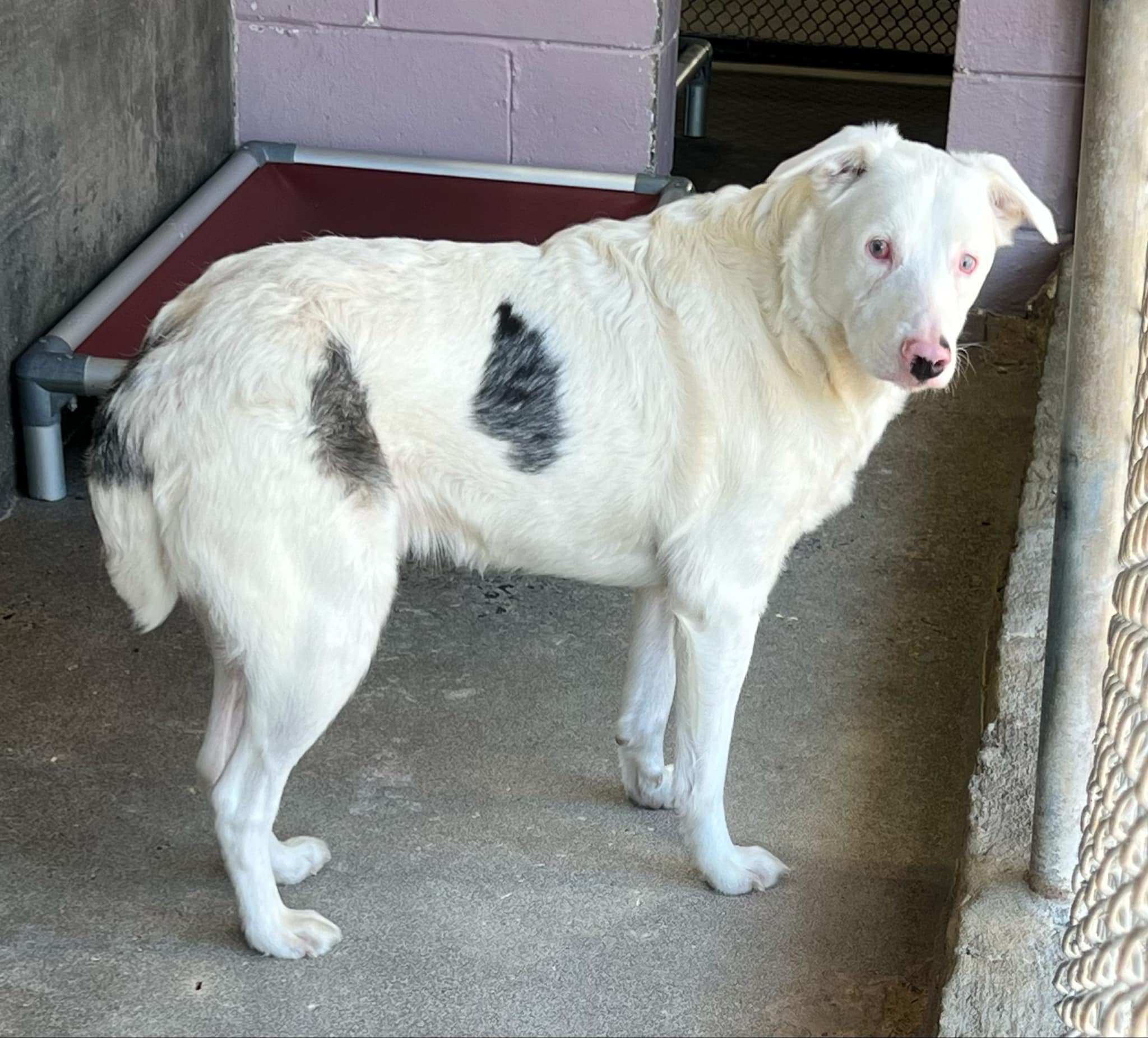 Duck McGuckin, a Adoptable mixed breed image 4/5