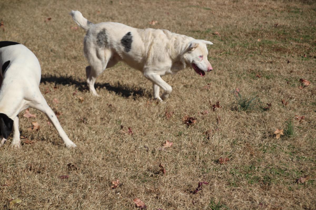 Duck McGuckin, a Adoptable mixed breed image 5/5