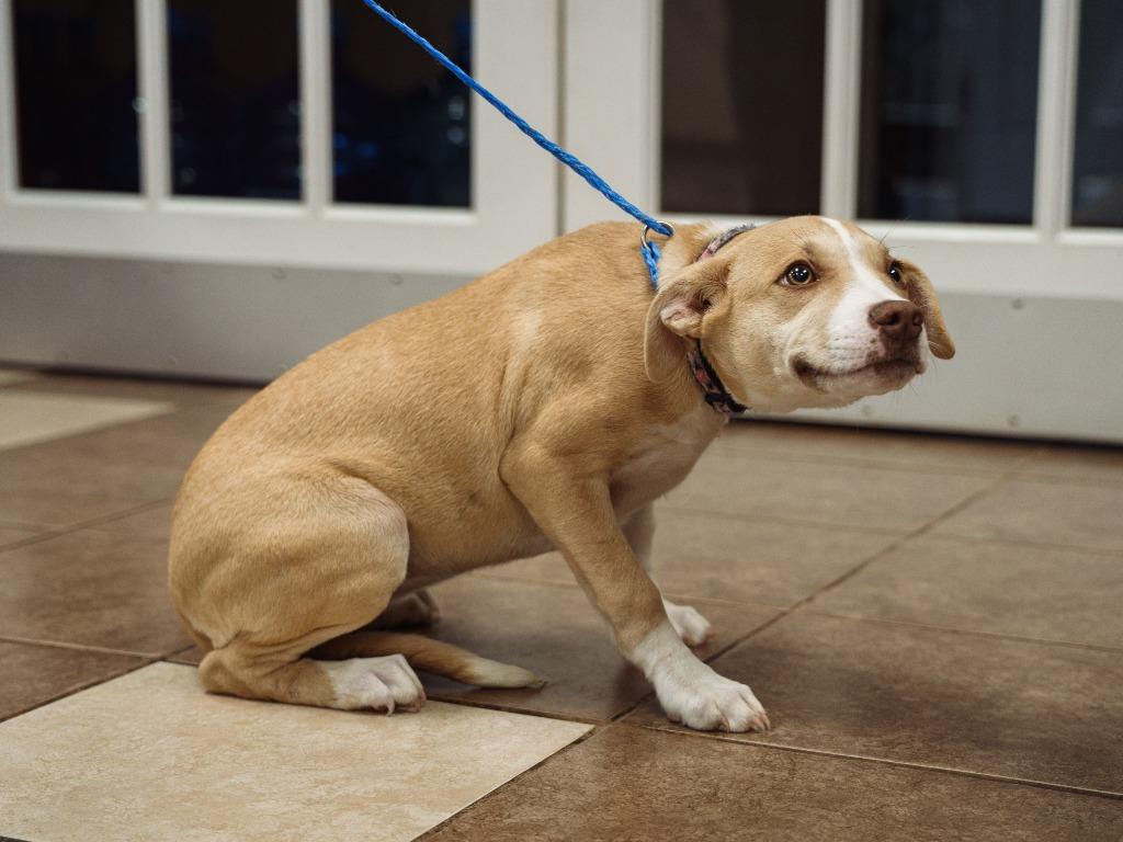 Cheeks, Adoptable, Puppy Female Jack Russell Terrier & Pit Bull Terrier.