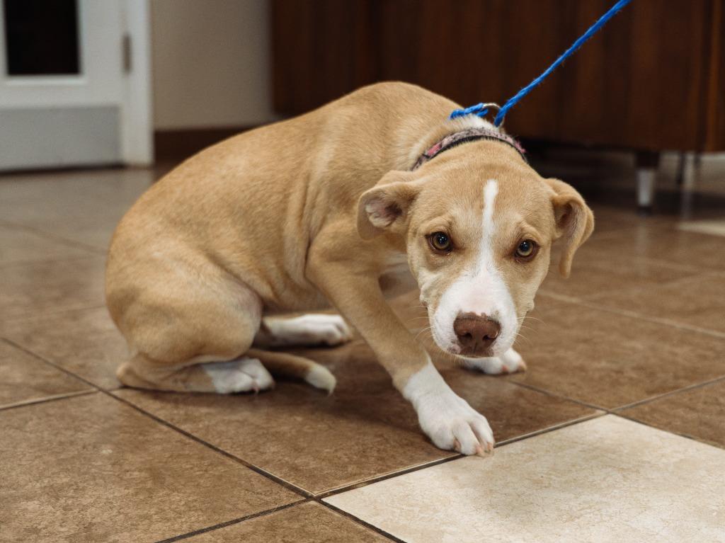 Enlarge Cheeks, a Adoptable mixed breed in Mocksville, NC image 2/4