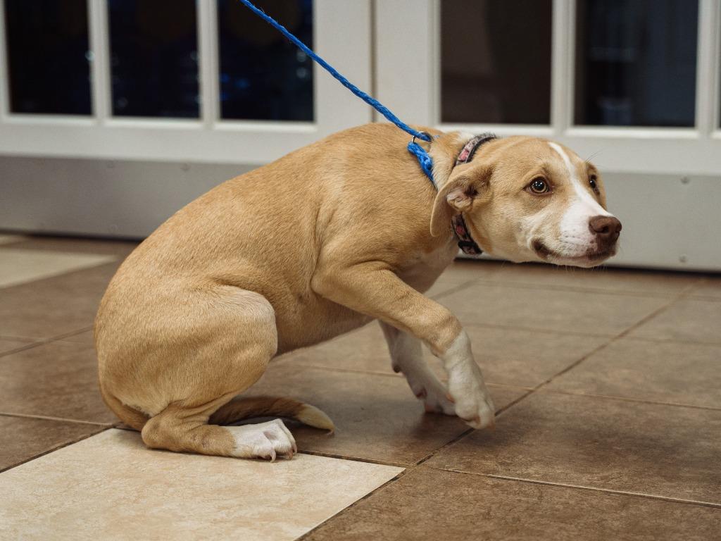 Enlarge Cheeks, a Adoptable mixed breed in Mocksville, NC image 3/4