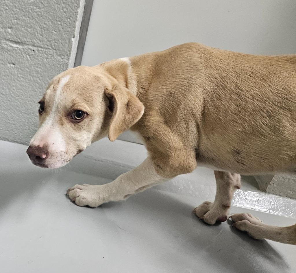 Enlarge Cheeks, a Adoptable mixed breed in Mocksville, NC image 4/4