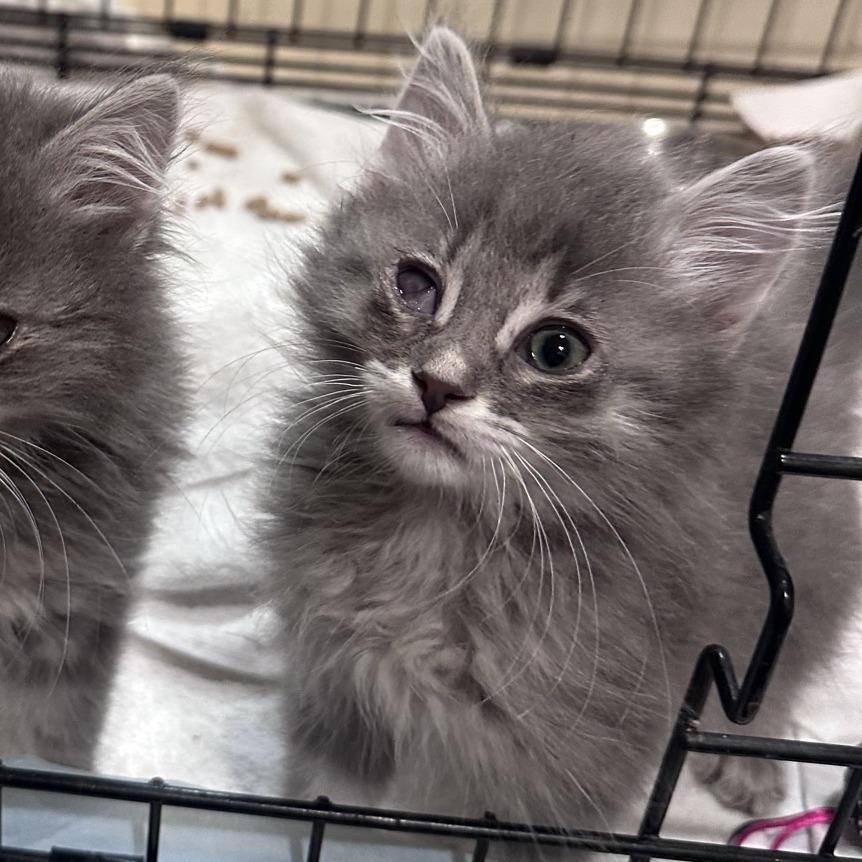 Arya, Adoptable, Kitten Female Domestic Long Hair.