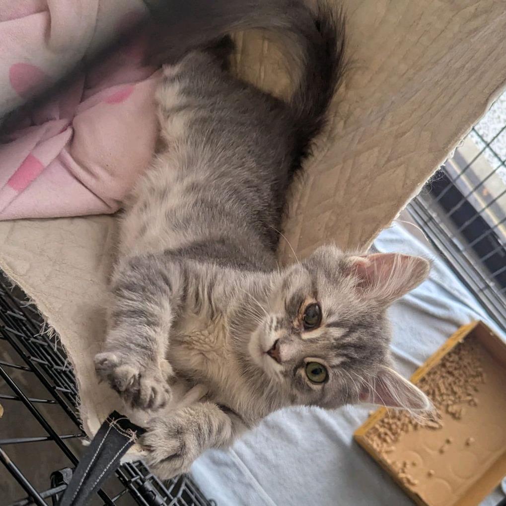 Enlarge Arya, a Adoptable Domestic Long Hair in Branson, MO image 4/6