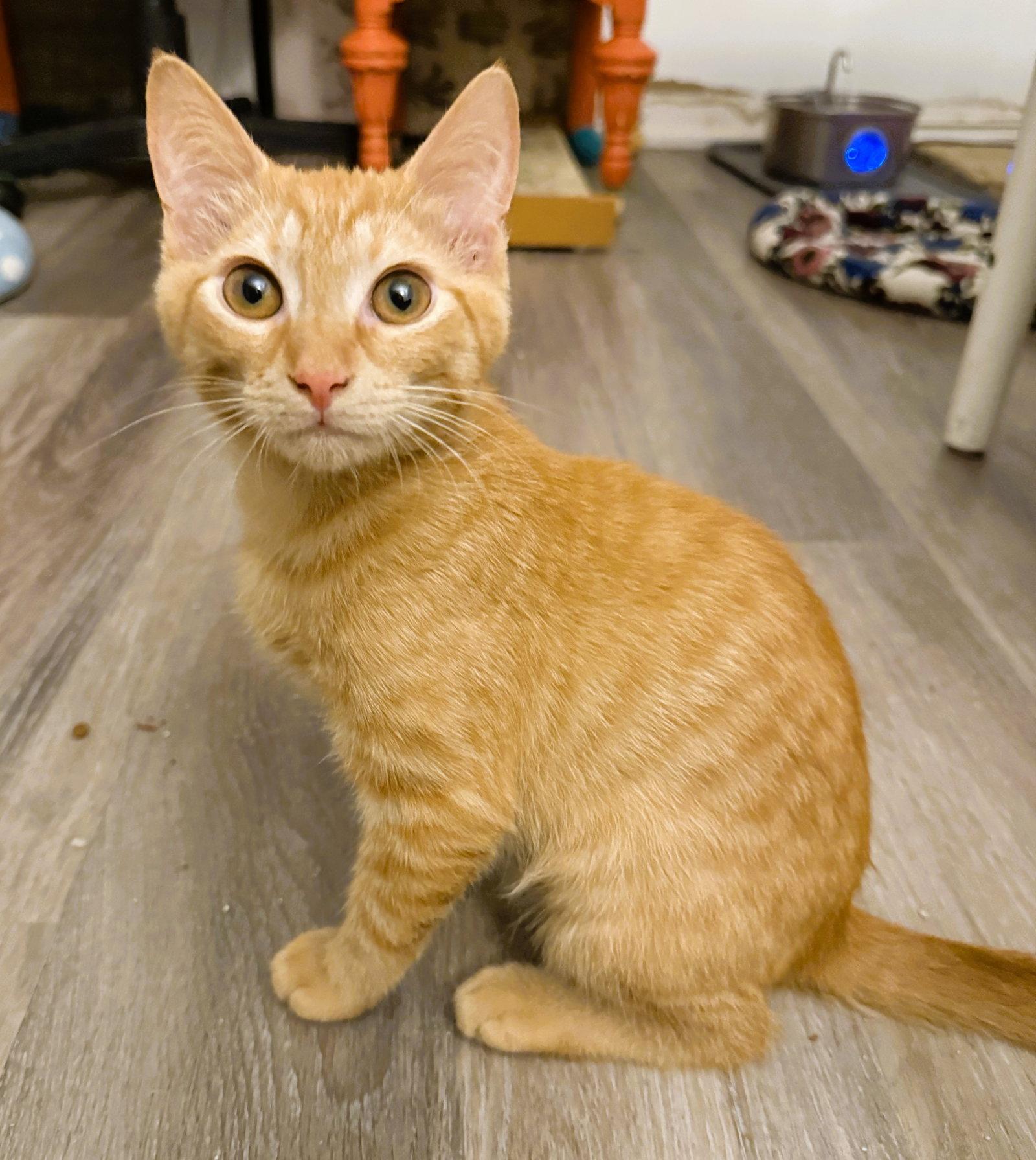 Macaroni, Adoptable, Kitten Male Domestic Short Hair & Tabby.