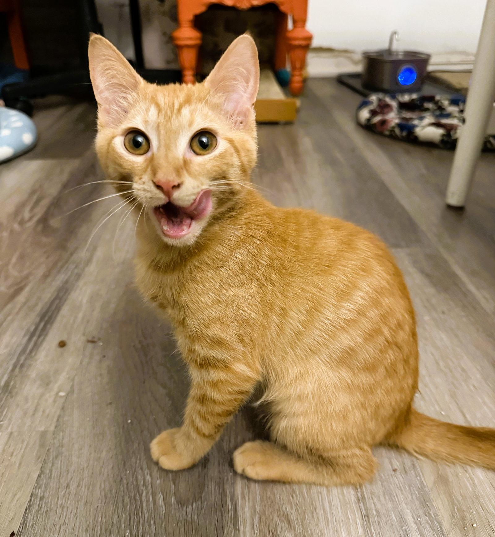 Macaroni, a Adoptable mixed breed in Lighthouse Point, FL image 2/3