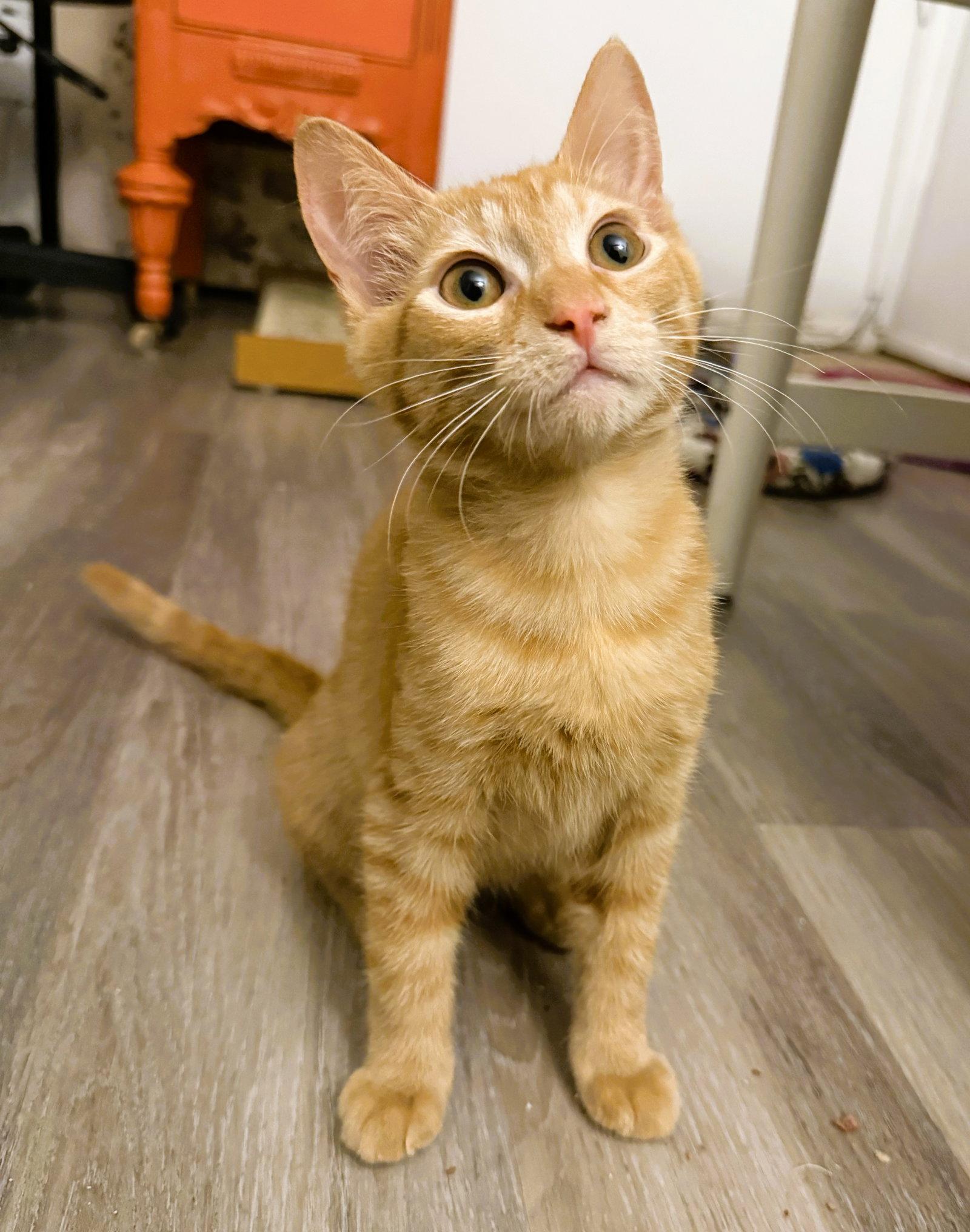 Macaroni, a Adoptable mixed breed in Lighthouse Point, FL image 3/3