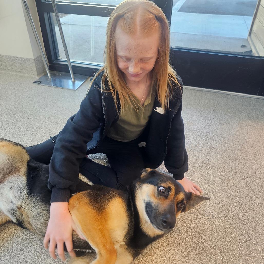 Sasha, Adoptable, Adult Female German Shepherd Dog & Mixed Breed.