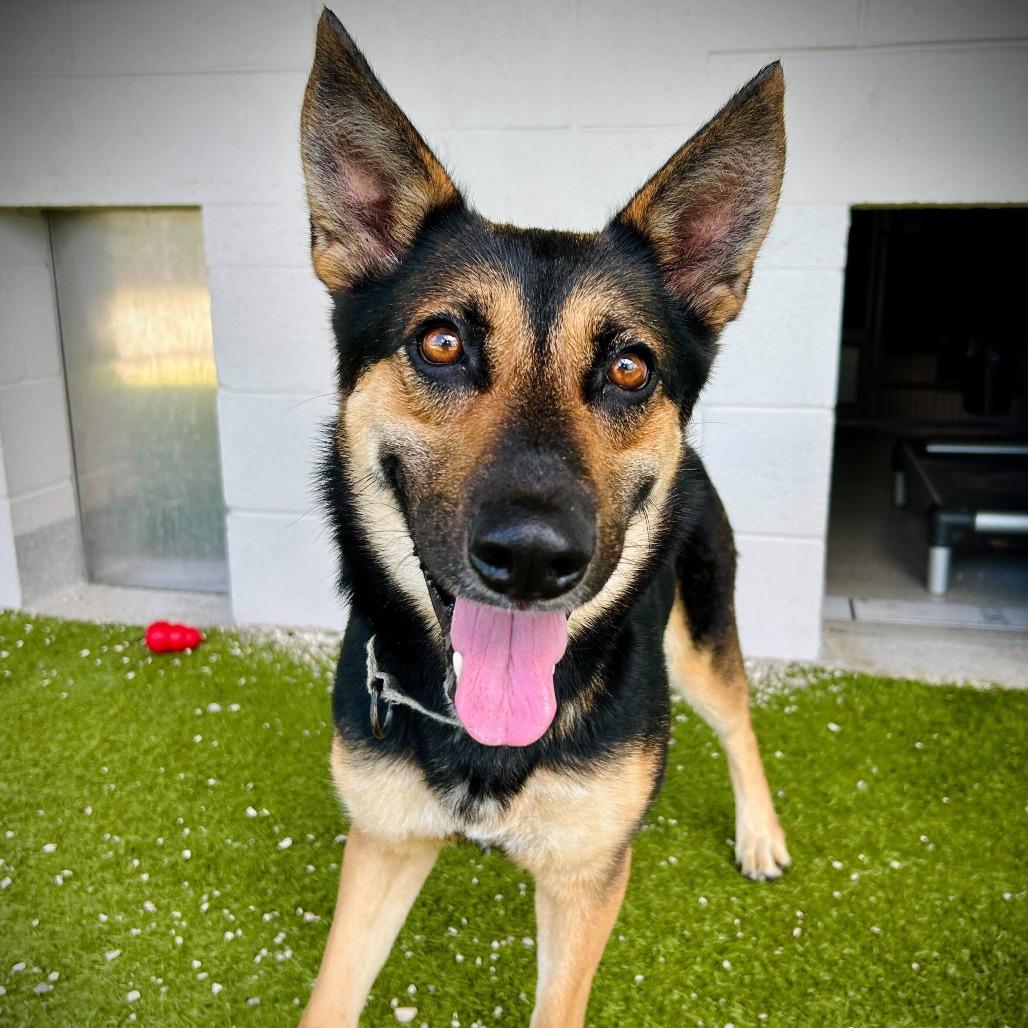 Enlarge Sasha, a Adoptable mixed breed in Englewood, FL image 2/4