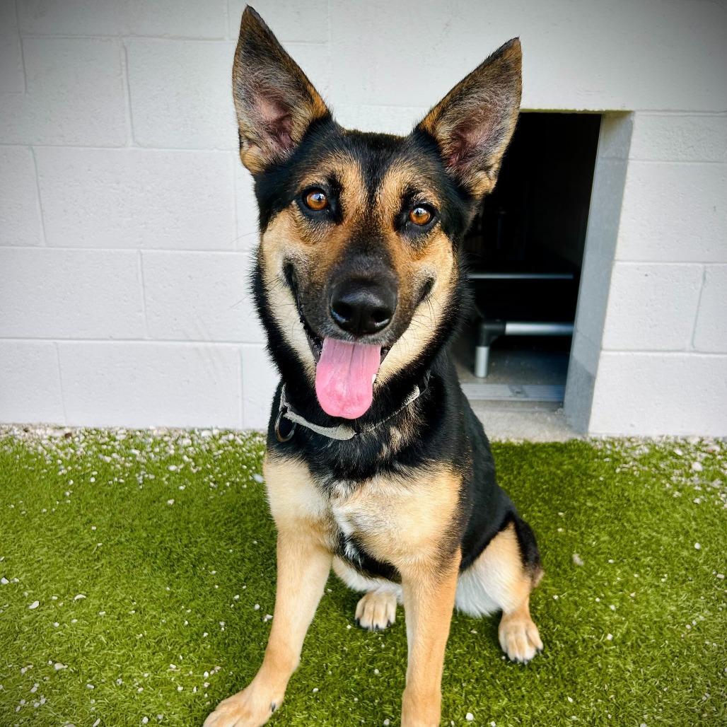 Enlarge Sasha, a Adoptable mixed breed in Englewood, FL image 3/4