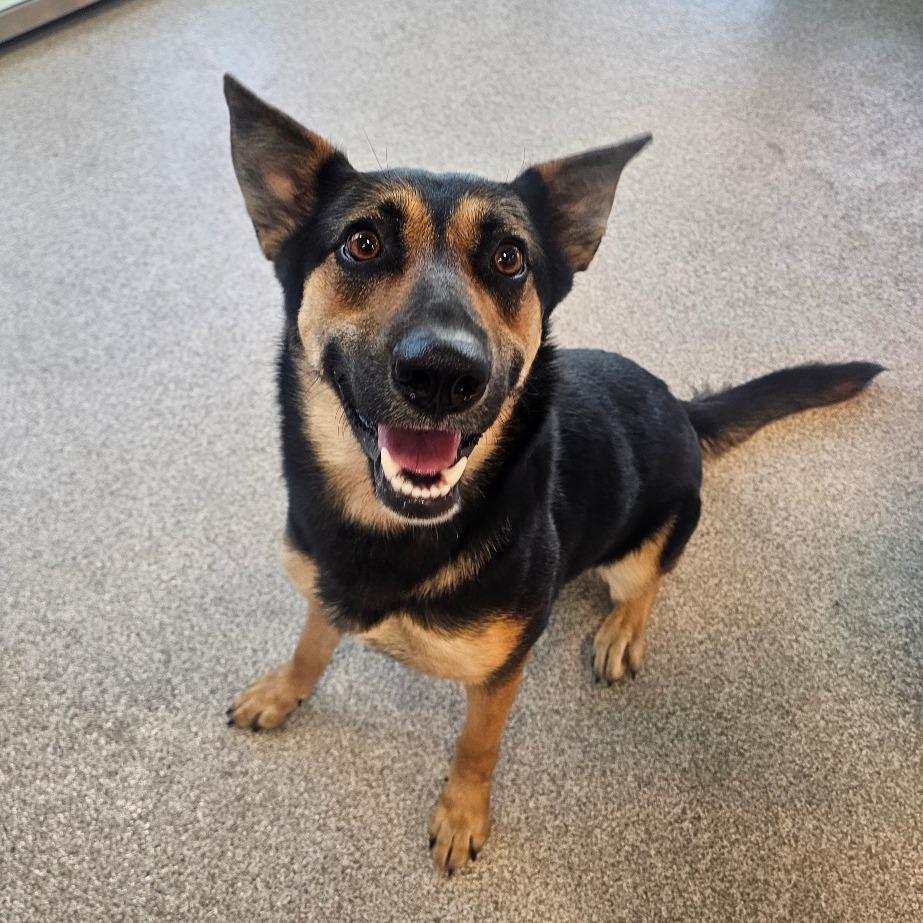 Enlarge Sasha, a Adoptable mixed breed in Englewood, FL image 4/4