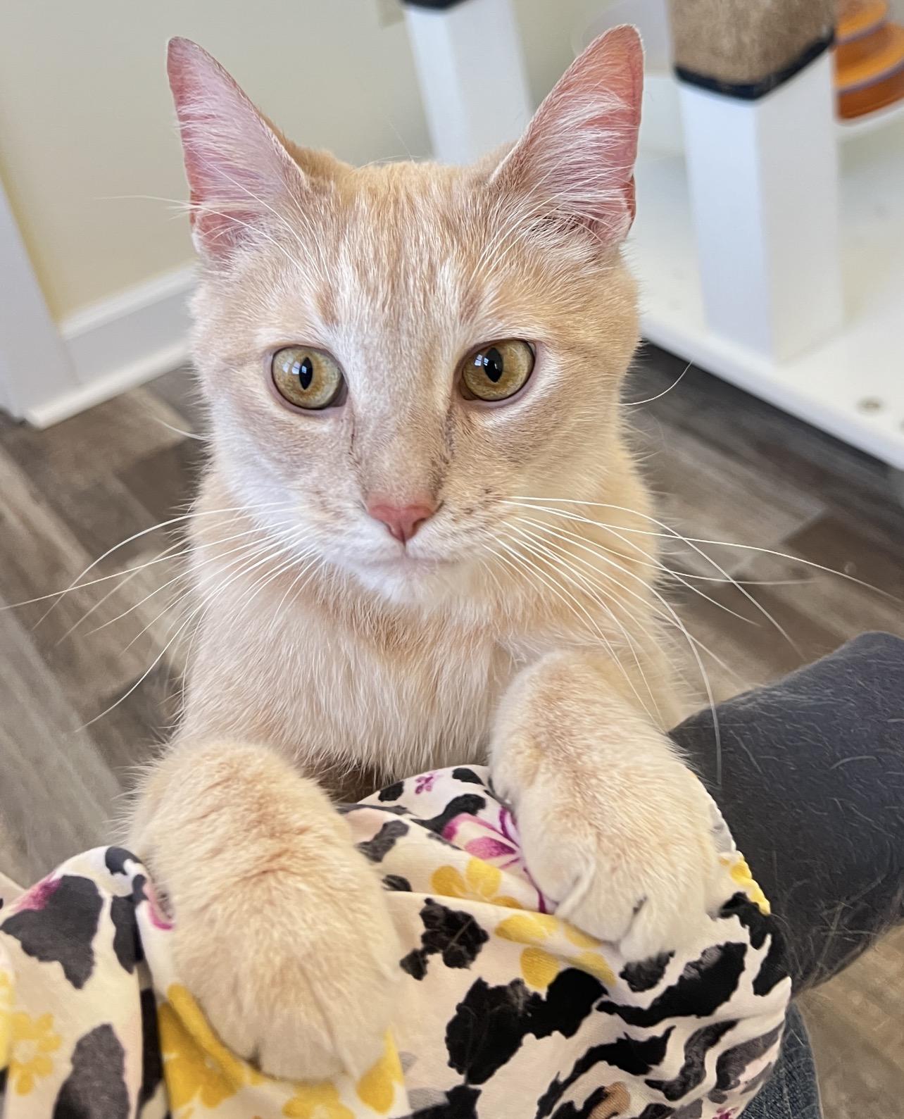 Enlarge Kota, a ADOPTABLE Domestic Short Hair in St. Ignace, MI image 2/3