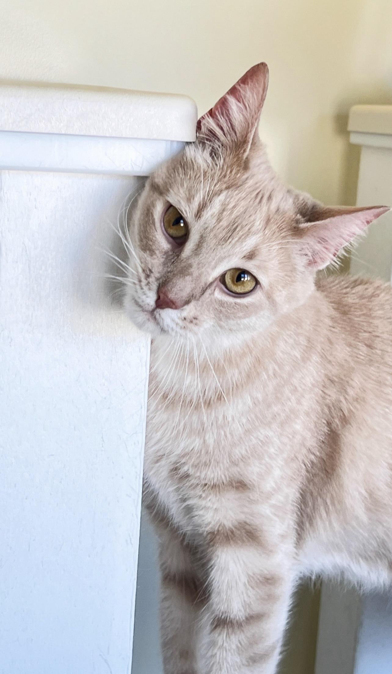 Kota, ADOPTABLE, Adult Male Domestic Short Hair.
