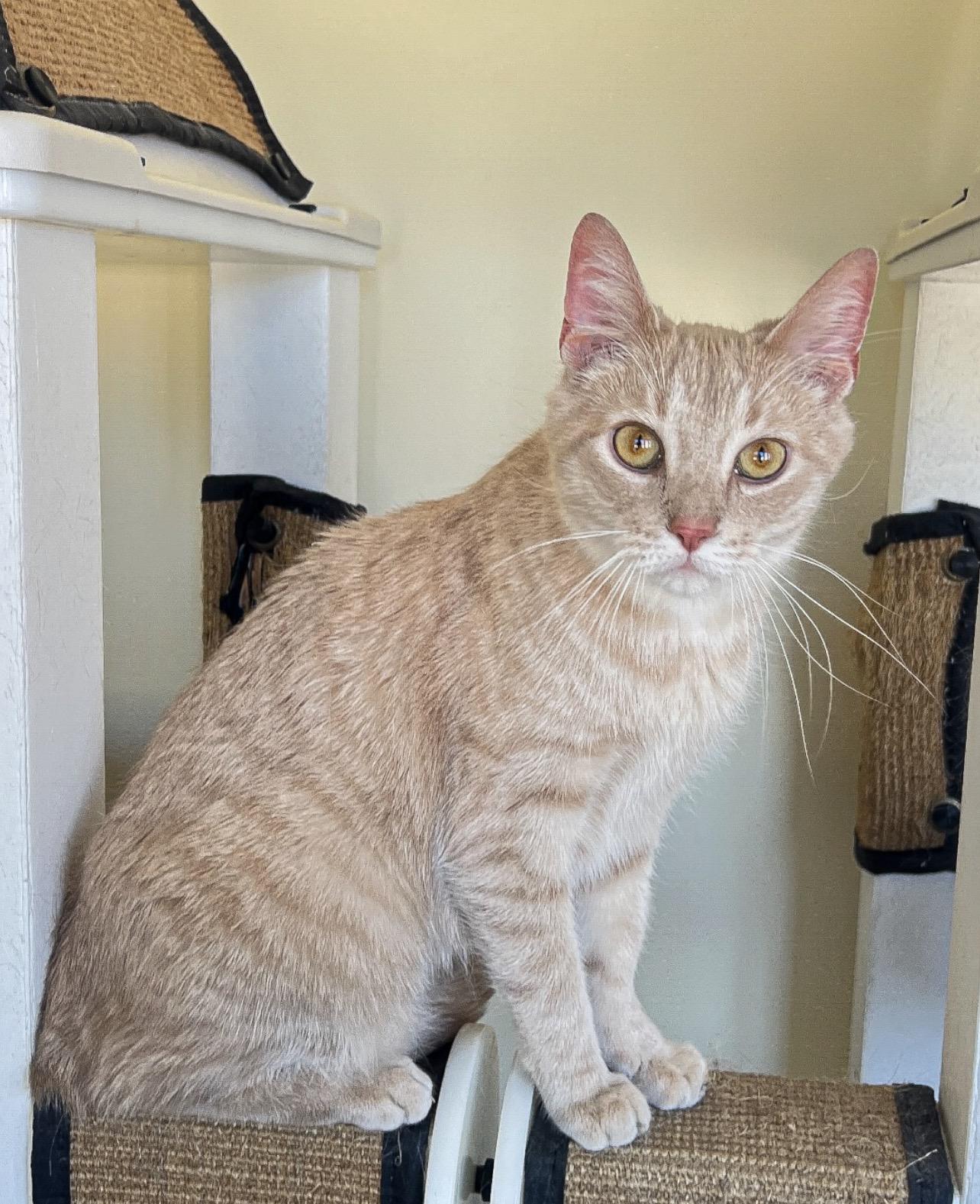 Enlarge Kota, a ADOPTABLE Domestic Short Hair in St. Ignace, MI image 3/3