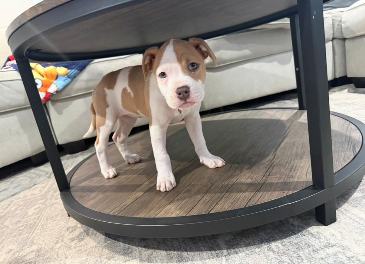 Enlarge Carina Stardust - Local pup, an adopted mixed breed in Andover, MA image 3/6