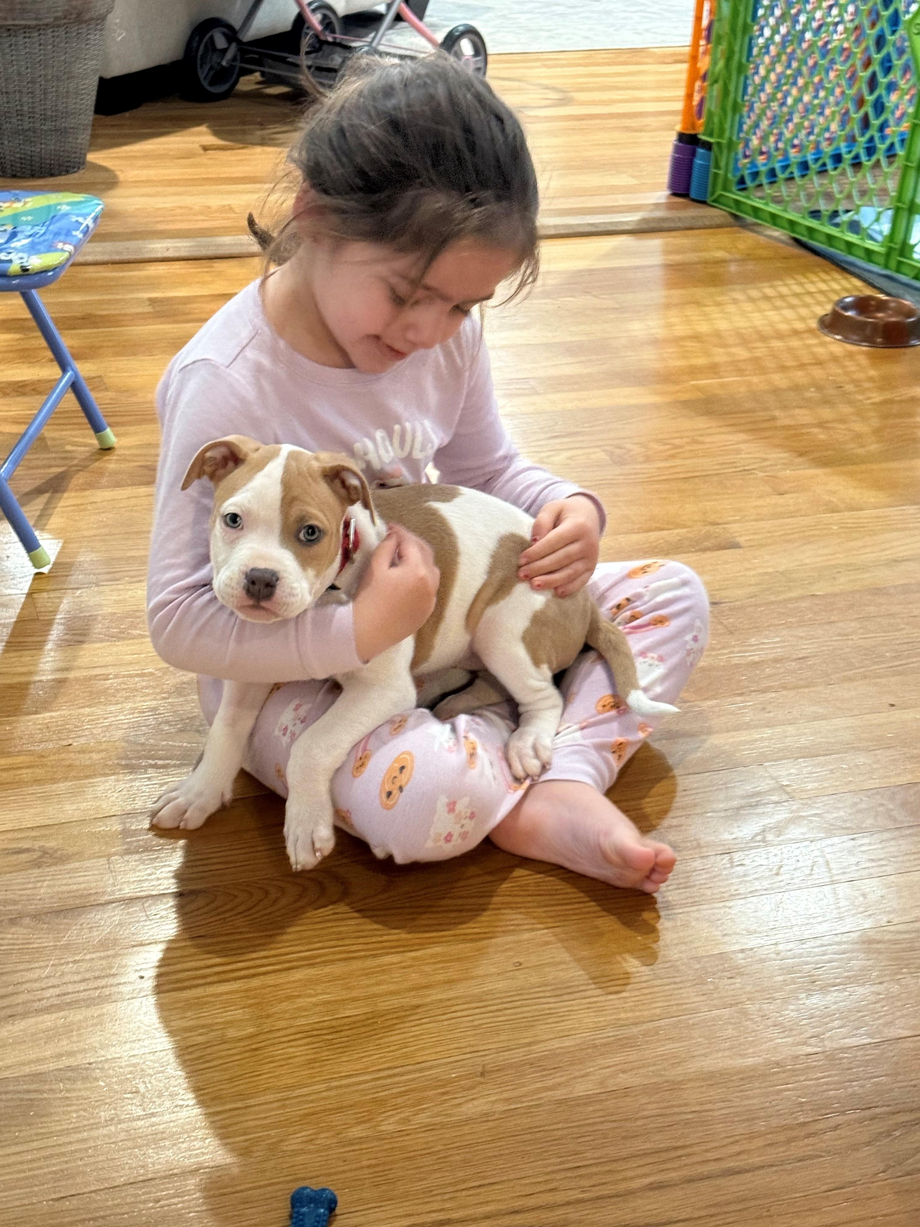 Enlarge Carina Stardust - Local pup, an adopted mixed breed in Andover, MA image 4/6