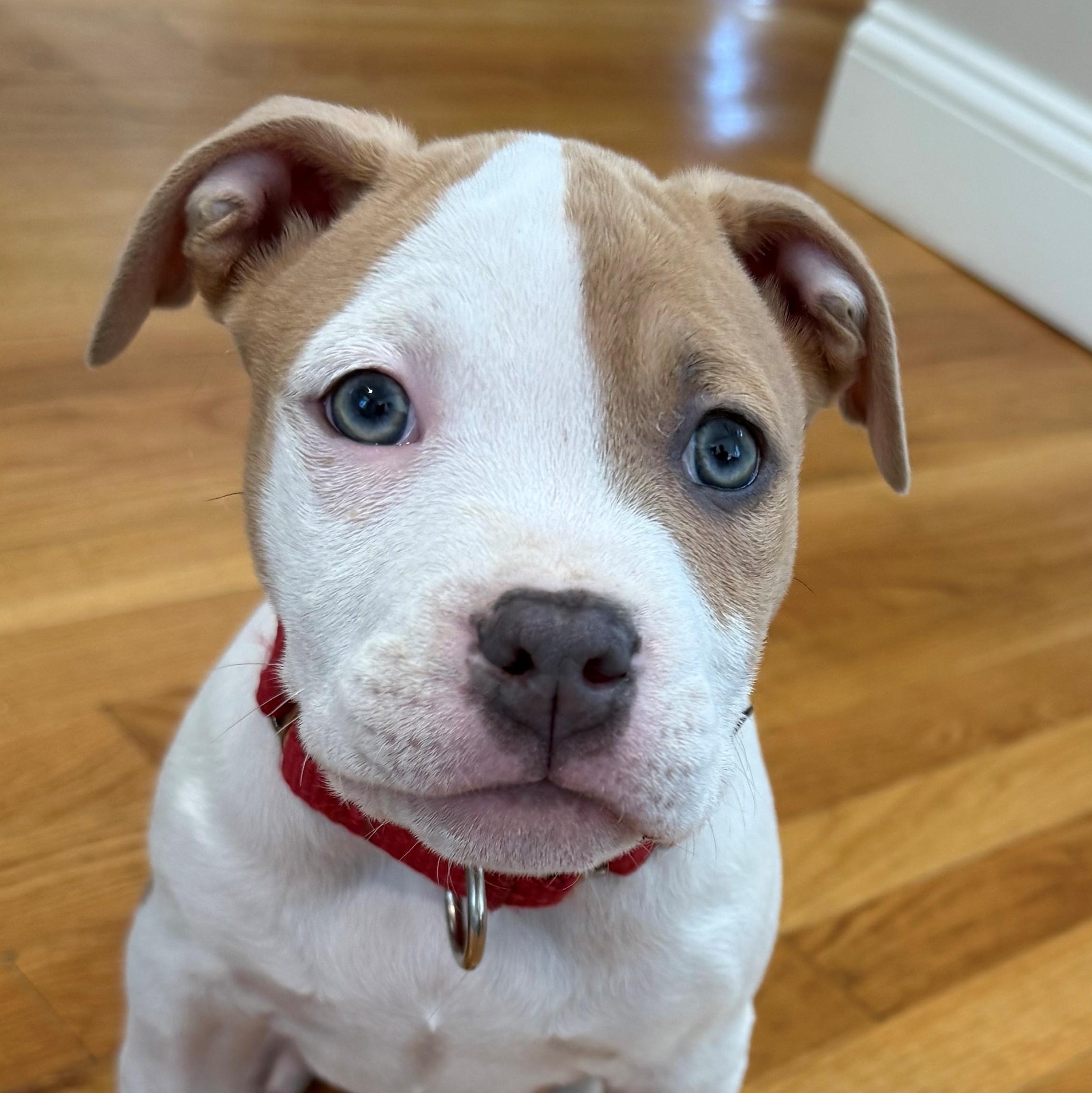 Enlarge Carina Stardust - Local pup, an adopted mixed breed in Andover, MA image 1/6