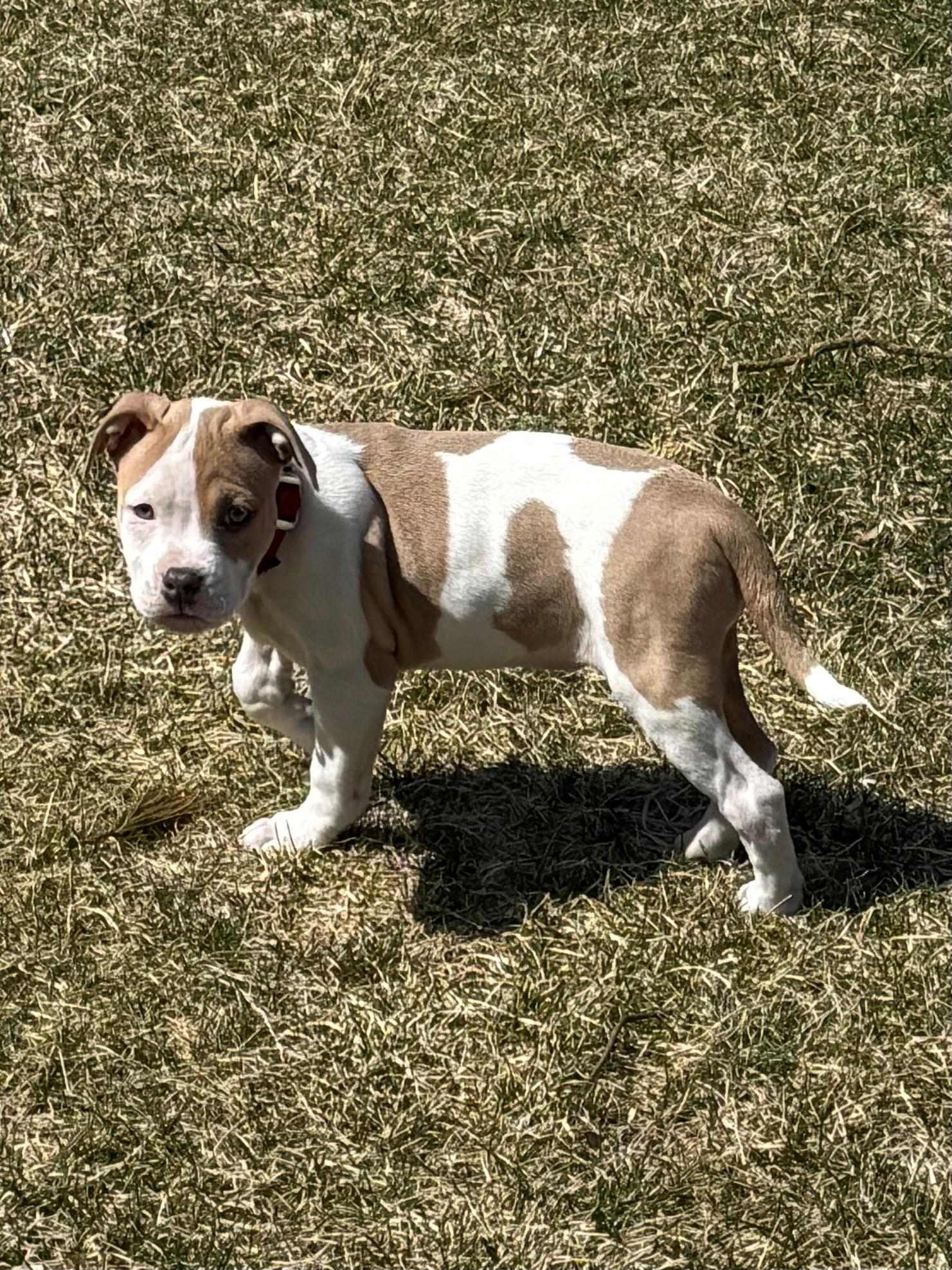 Enlarge Carina Stardust - Local pup, an adopted mixed breed in Andover, MA image 2/6