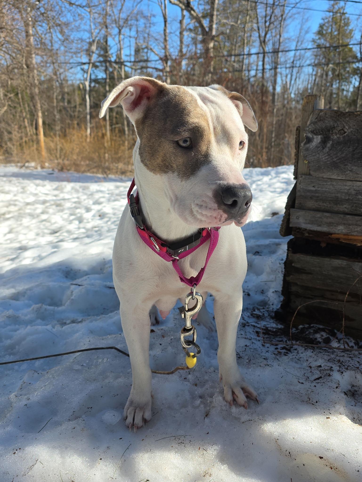 Enlarge Carina Stardust - Local pup, an adopted mixed breed in Andover, MA image 5/6