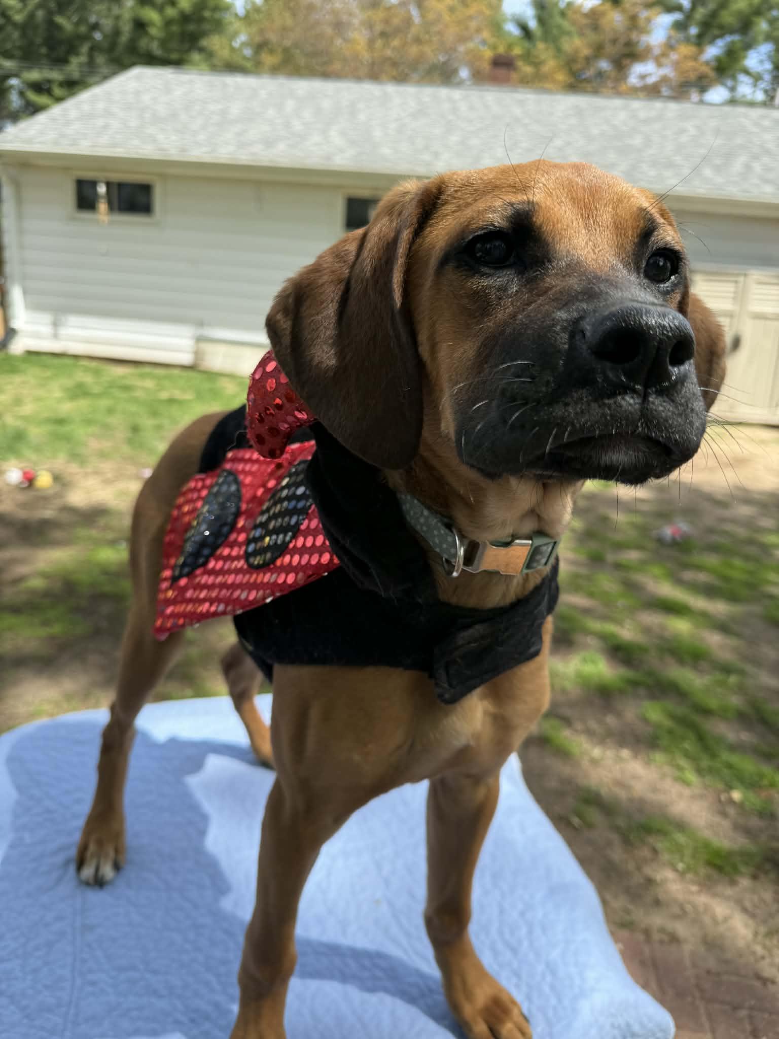 Enlarge Maggie, a ADOPTABLE mixed breed in North Freedom, WI image 1/3