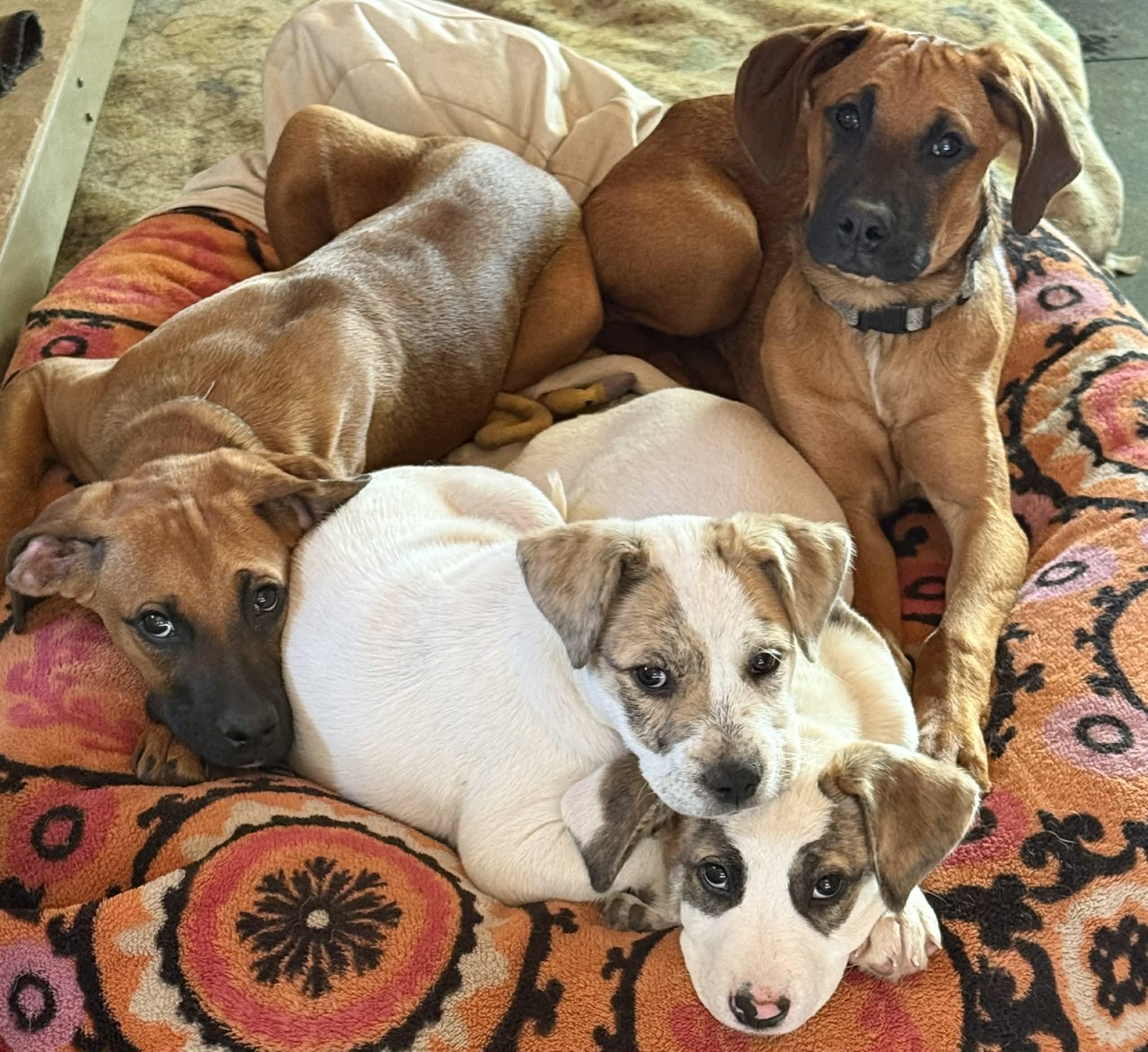 Enlarge Maggie, a ADOPTABLE mixed breed in North Freedom, WI image 2/3