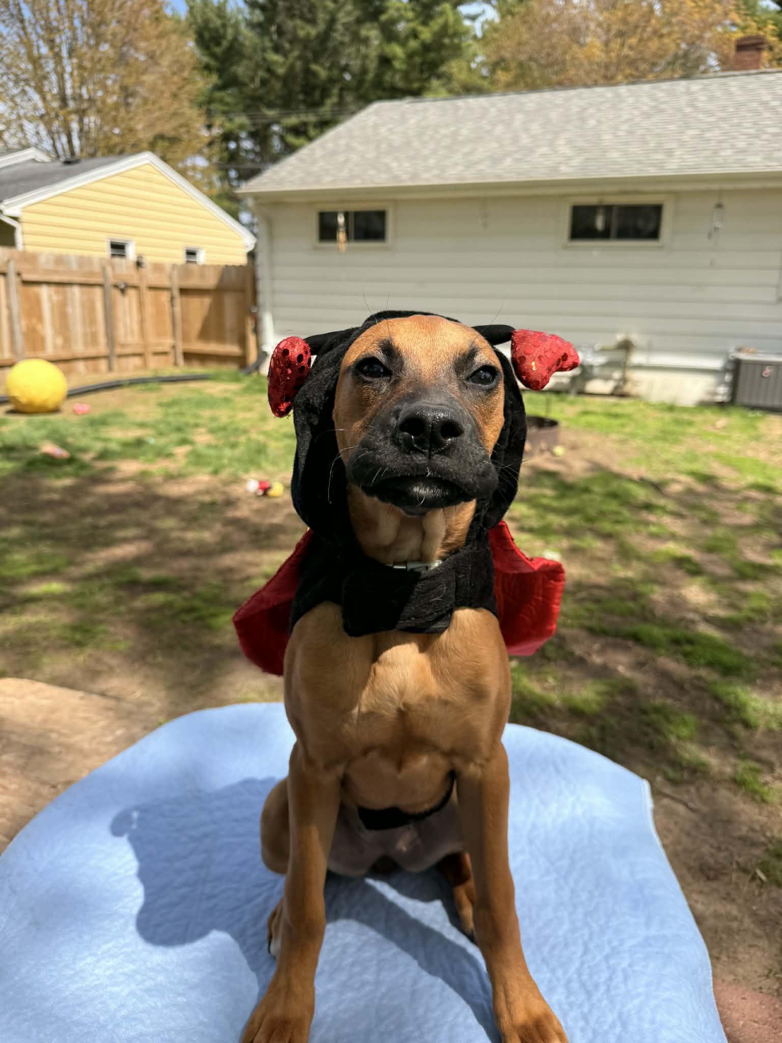 Enlarge Maggie, a ADOPTABLE mixed breed in North Freedom, WI image 3/3