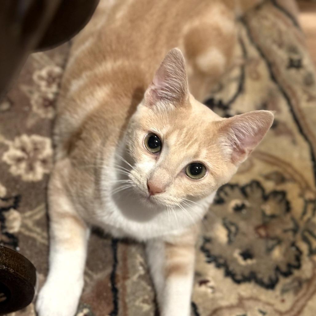 Frasier, Adoptable, Young Male Domestic Short Hair.