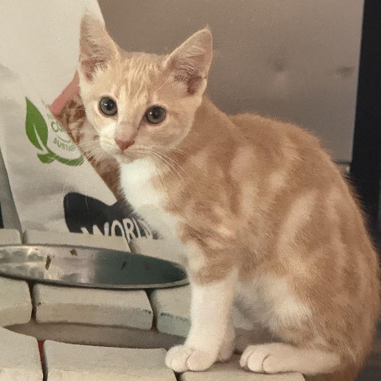 Enlarge Frasier, a Adoptable Domestic Short Hair in Long Beach, CA image 2/6
