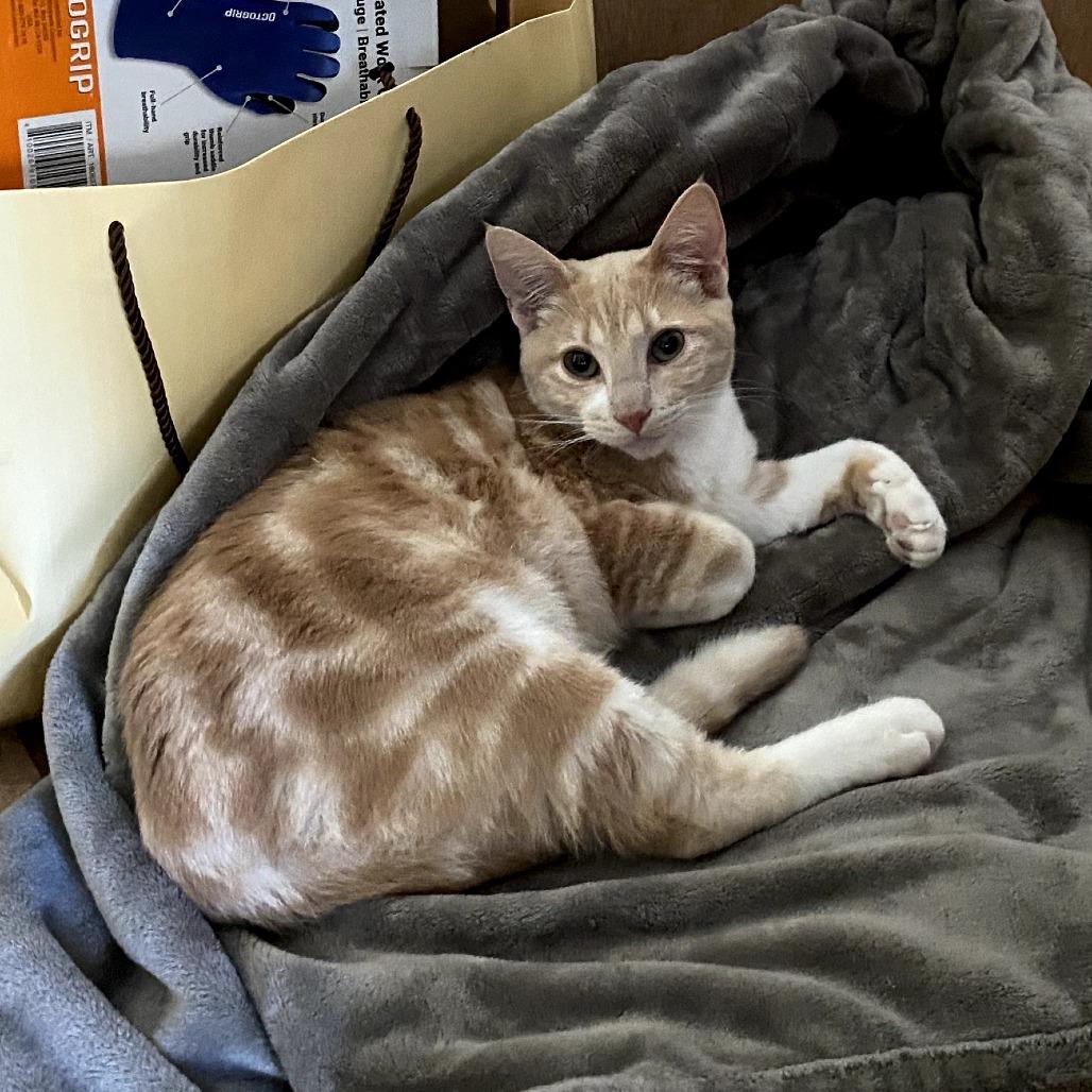 Enlarge Frasier, a Adoptable Domestic Short Hair in Long Beach, CA image 3/6