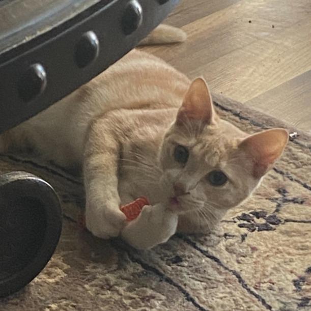 Enlarge Frasier, a Adoptable Domestic Short Hair in Long Beach, CA image 4/6