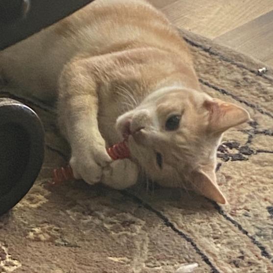 Enlarge Frasier, a Adoptable Domestic Short Hair in Long Beach, CA image 5/6