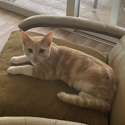 Enlarge Frasier, a Adoptable Domestic Short Hair in Long Beach, CA image 6/6
