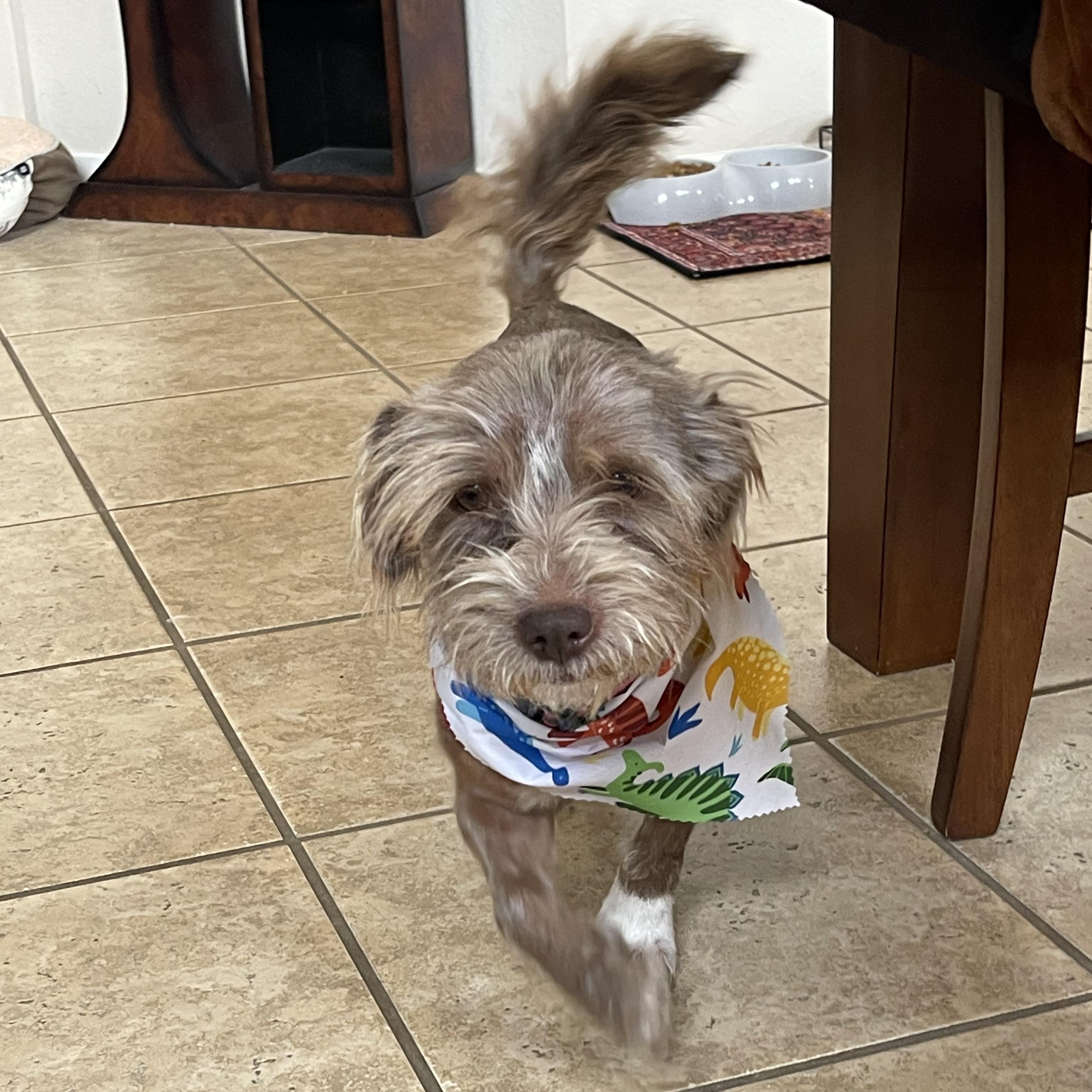 Cody, adopted, Adult Male Lakeland Terrier.