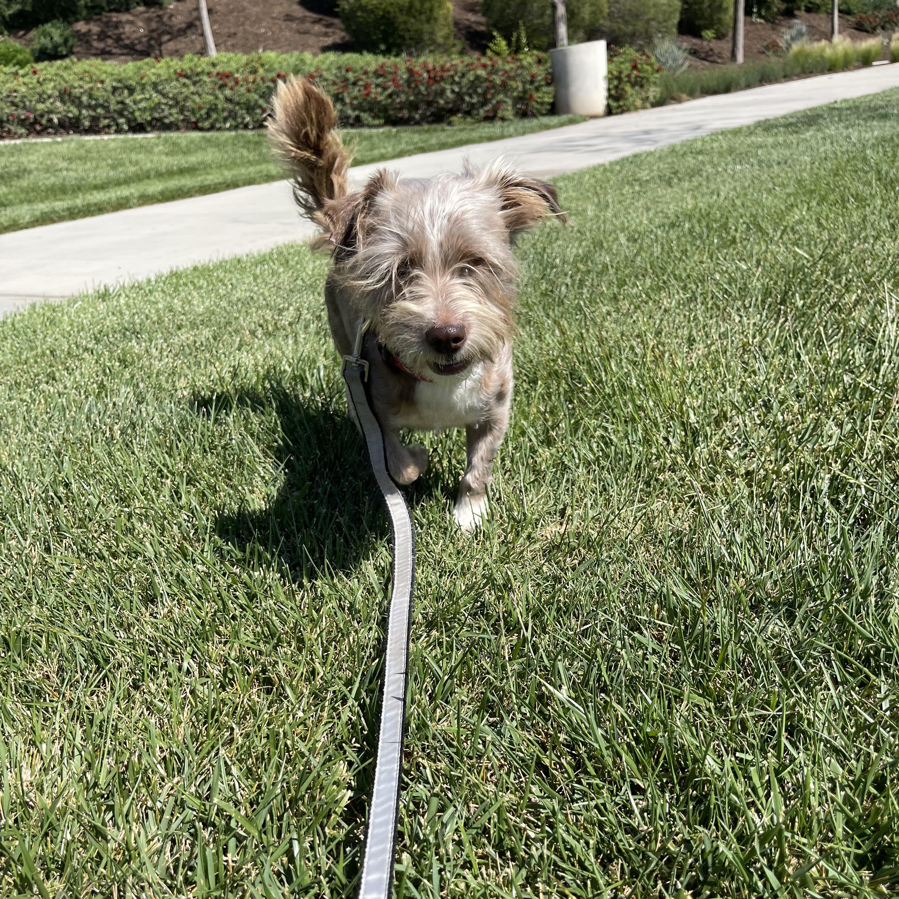 Enlarge Cody, an adopted mixed breed in los angeles, CA image 5/6
