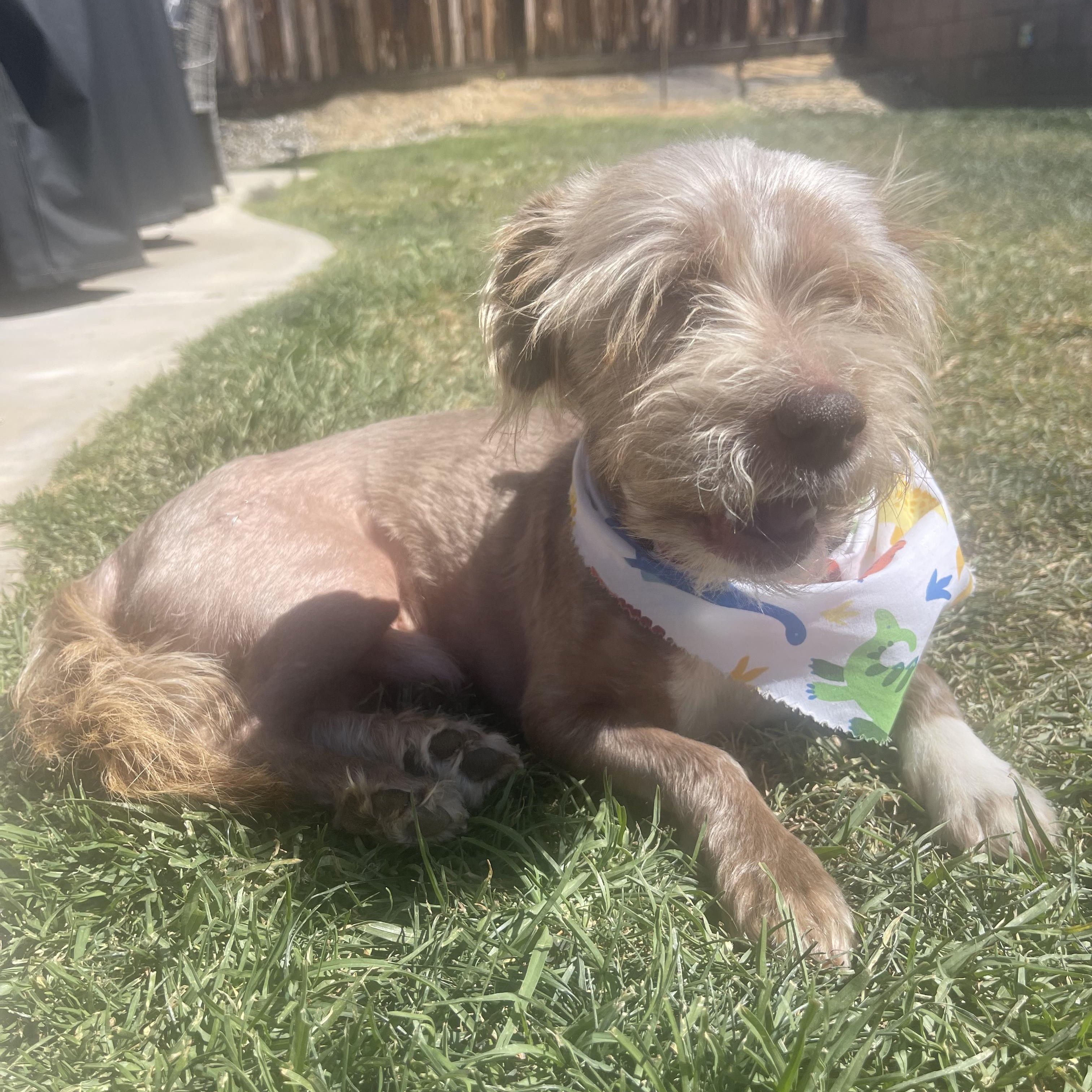 Enlarge Cody, an adopted mixed breed in los angeles, CA image 3/6