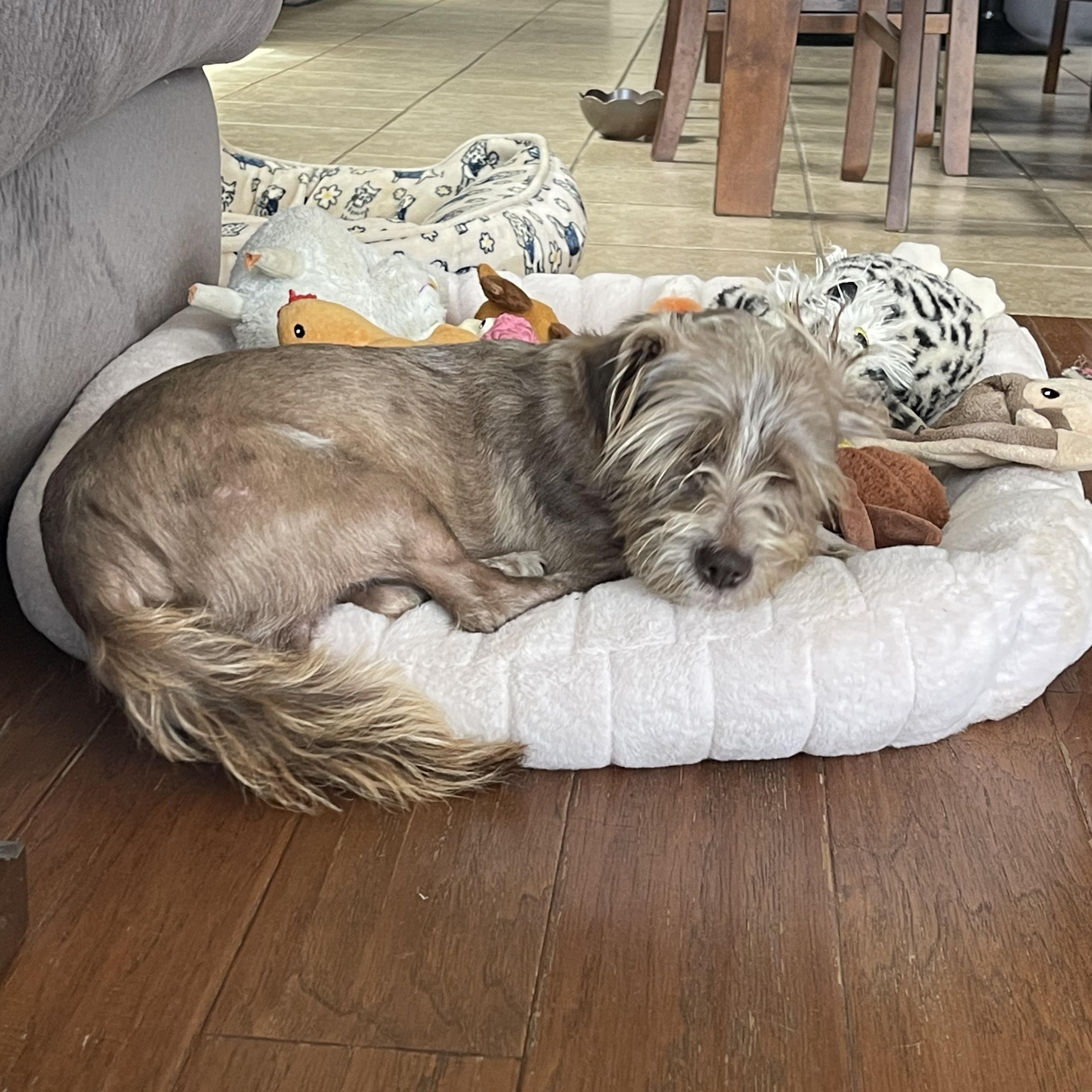 Enlarge Cody, an adopted mixed breed in los angeles, CA image 2/6