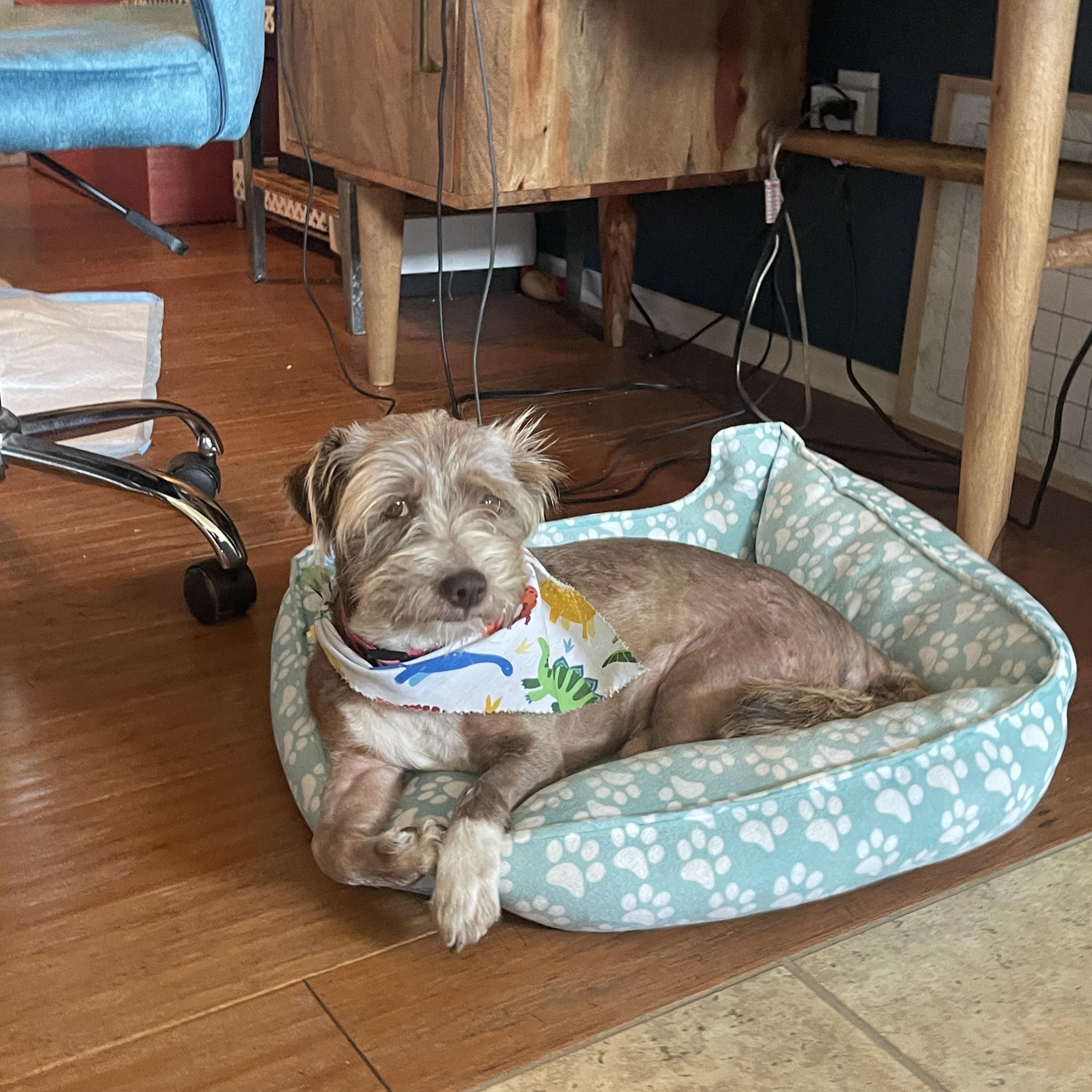Enlarge Cody, an adopted mixed breed in los angeles, CA image 4/6